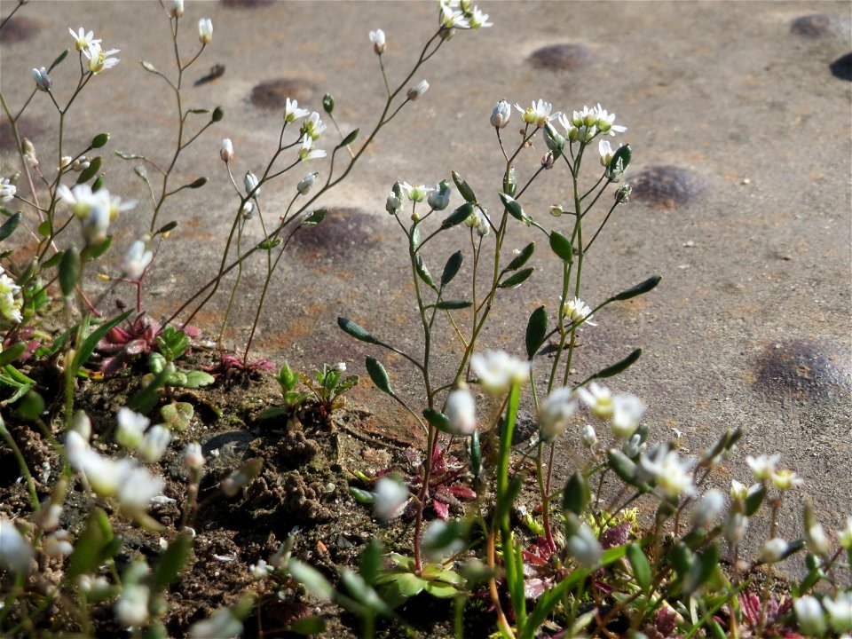 Frühlings-Hungerblümchen (Draba verna) am Osthafen Saarbrücken