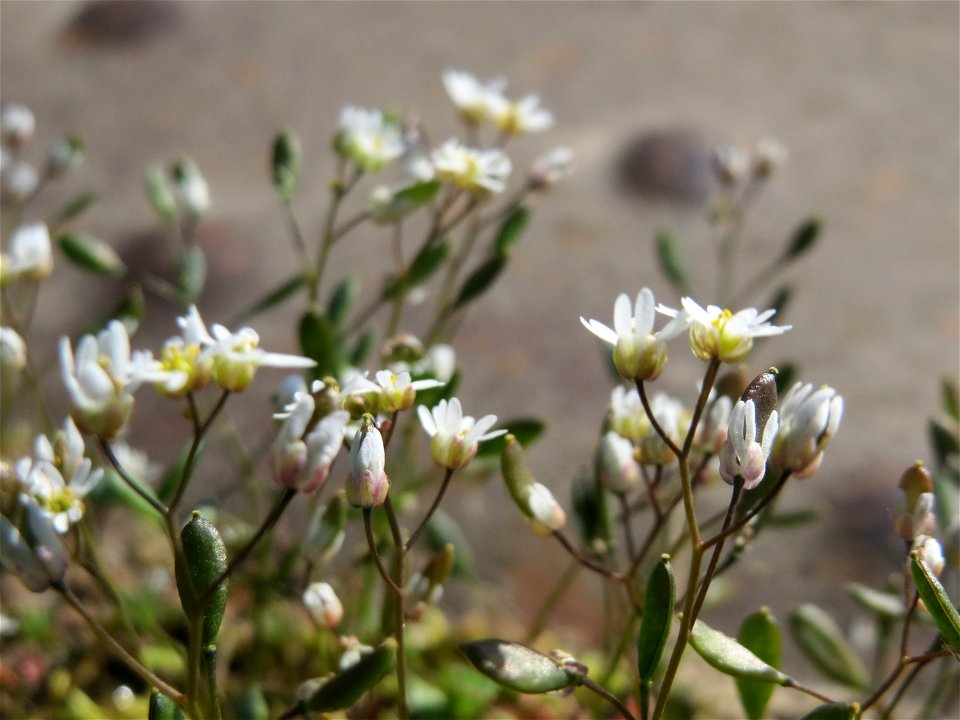 Frühlings-Hungerblümchen (Draba verna) am Osthafen Saarbrücken