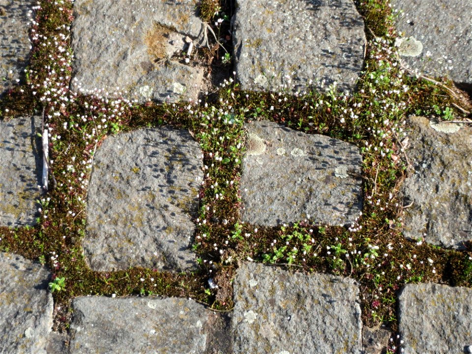 Frühlings-Hungerblümchen (Draba verna) am Osthafen Saarbrücken