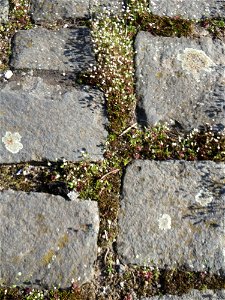 Frühlings-Hungerblümchen (Draba verna) am Osthafen Saarbrücken