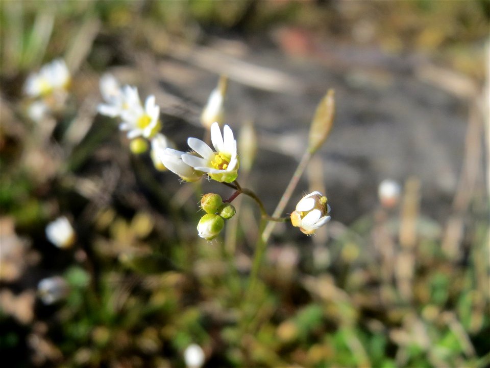 Frühlings-Hungerblümchen (Draba verna) an der A620 in Alt-Saarbrücken