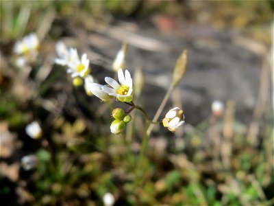 Frühlings-Hungerblümchen (Draba verna) an der A620 in Alt-Saarbrücken