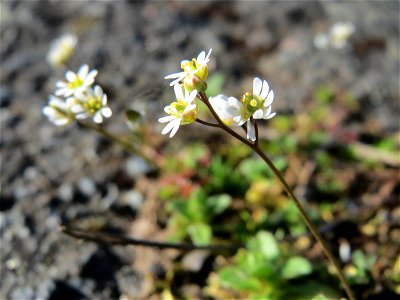 Frühlings-Hungerblümchen (Draba verna) an der A620 in Alt-Saarbrücken