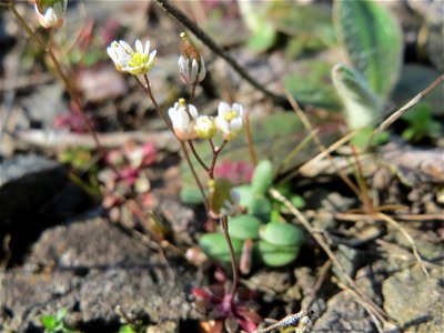 Frühlings-Hungerblümchen (Draba verna) am Bahnhof Bruchmühlbach-Miesau