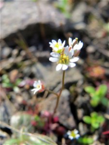 Frühlings-Hungerblümchen (Draba verna) in Bruchmühlbach-Miesau