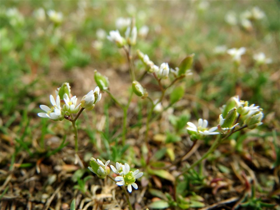 Frühlings-Hungerblümchen (Draba verna) in Hockenheim