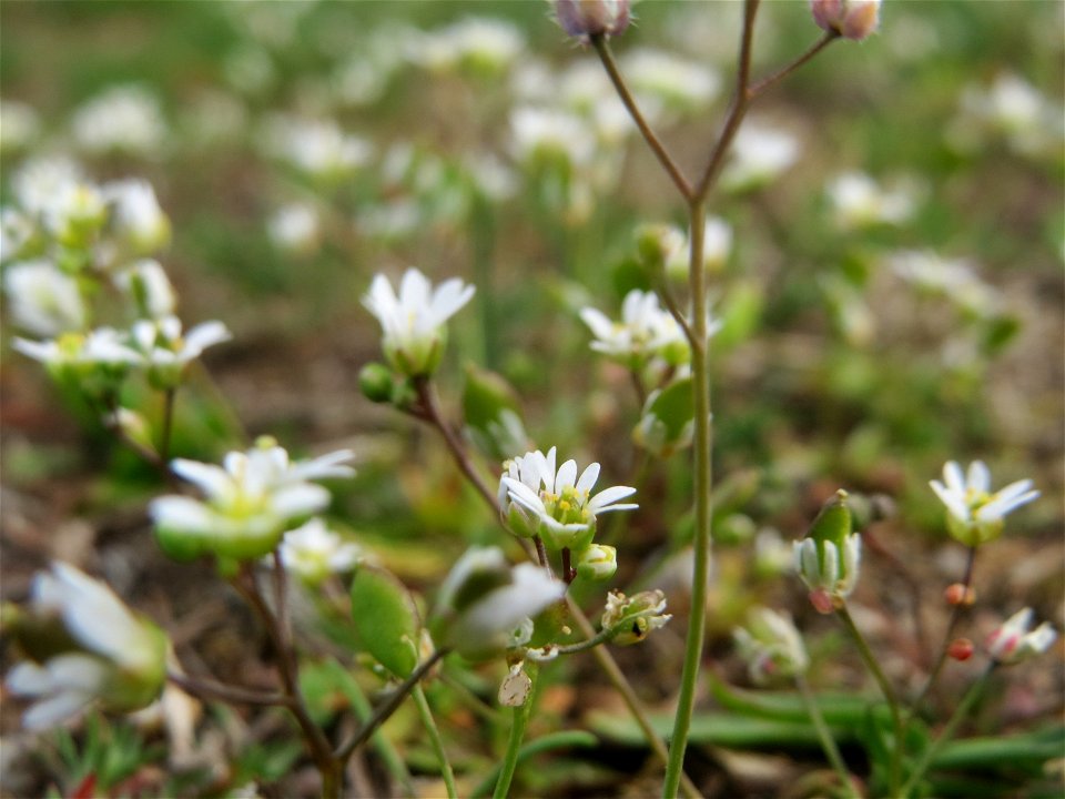 Frühlings-Hungerblümchen (Draba verna) in Hockenheim