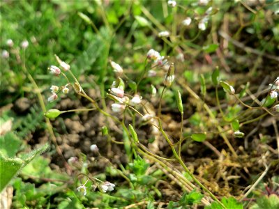 Frühlings-Hungerblümchen (Draba verna) auf einer Streuobstwiese in Hockenheim