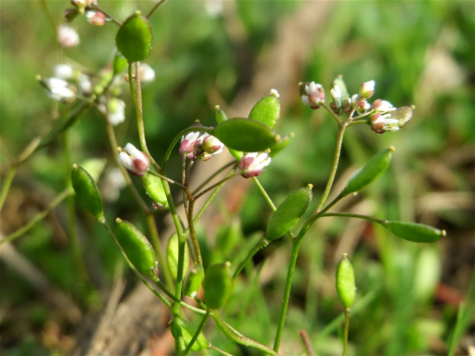 Frühlings-Hungerblümchen (Draba verna) auf einer Streuobstwiese in Hockenheim