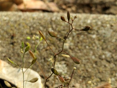 Frühlings-Hungerblümchen (Draba verna) auf einem Grünstreifen zwischen Eisenbahnstraße und Am Damm in Hockenheim
