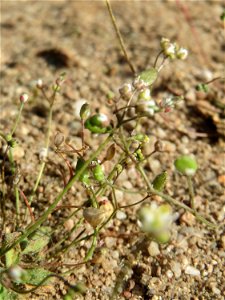 Ausgebildete Früchte vom Frühlings-Hungerblümchen (Draba verna) an einer ehem. Sandgrube in Hockenheim-Talhaus