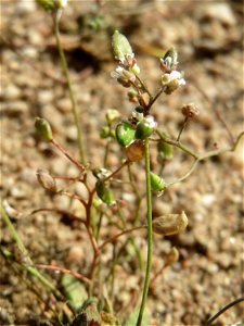 Ausgebildete Früchte vom Frühlings-Hungerblümchen (Draba verna) an einer ehem. Sandgrube in Hockenheim-Talhaus