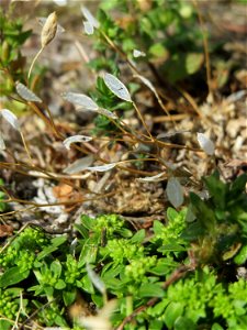 Ritzenbotanik: Frühlings-Hungerblümchen (Draba verna) in Hockenheim