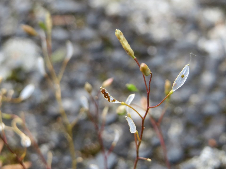 Ritzenbotanik: Frühlings-Hungerblümchen (Draba verna) in Hockenheim