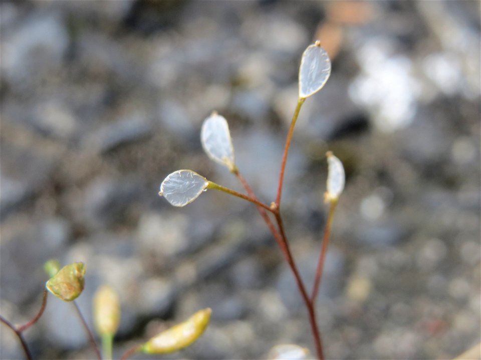 Ritzenbotanik: Frühlings-Hungerblümchen (Draba verna) in Hockenheim
