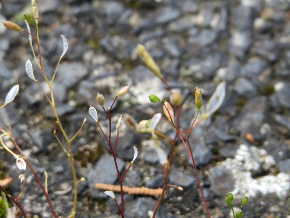 Ritzenbotanik: Frühlings-Hungerblümchen (Draba verna) in Hockenheim