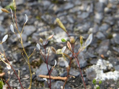 Ritzenbotanik: Frühlings-Hungerblümchen (Draba verna) in Hockenheim