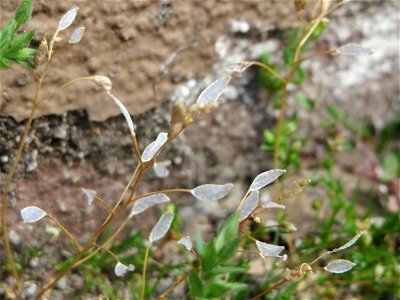 Ritzenbotanik: Silique vom Frühlings-Hungerblümchen (Draba verna) in Hockenheim