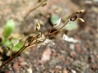Ritzenbotanik: Silique vom Frühlings-Hungerblümchen (Draba verna) in Hockenheim