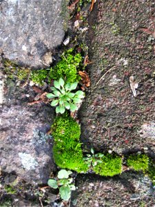 Ritzenbotanik: Grundblätter vom Frühlings-Hungerblümchen (Draba verna) auf Pflasterstein in Hockenheim - einer der unauffälligsten und kurzlebigsten Winzlinge - Die Grundblätter erscheinen aber oft sc