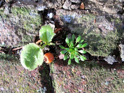 Ritzenbotanik: Grundblätter vom Frühlings-Hungerblümchen (Draba verna) auf Pflasterstein in Hockenheim - einer der unauffälligsten und kurzlebigsten Winzlinge - Die Grundblätter erscheinen aber oft sc