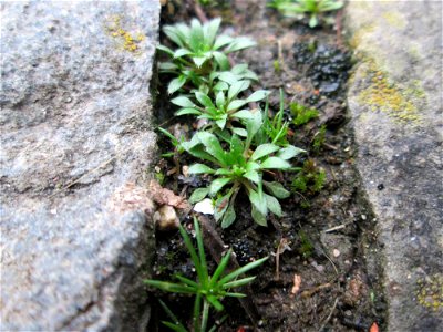 Grundblätter vom Frühlings-Hungerblümchen (Draba verna) am Osthafen Saarbrücken
