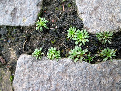 Grundblätter vom Frühlings-Hungerblümchen (Draba verna) am Osthafen Saarbrücken