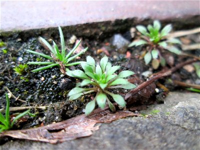 Grundblätter vom Frühlings-Hungerblümchen (Draba verna) am Osthafen Saarbrücken