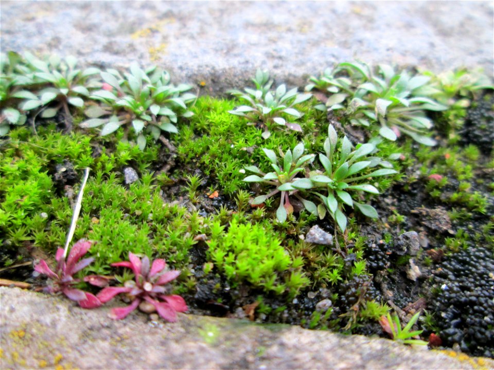 Grundblätter vom Frühlings-Hungerblümchen (Draba verna) am Osthafen Saarbrücken