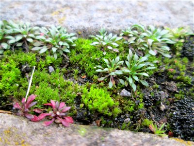 Grundblätter vom Frühlings-Hungerblümchen (Draba verna) am Osthafen Saarbrücken