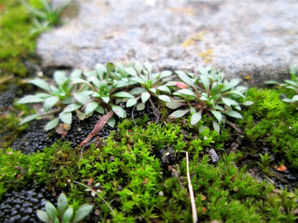 Grundblätter vom Frühlings-Hungerblümchen (Draba verna) am Osthafen Saarbrücken