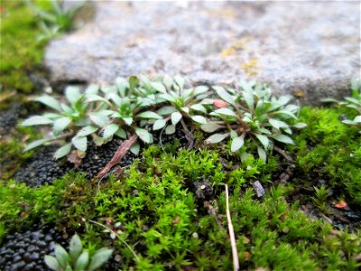 Grundblätter vom Frühlings-Hungerblümchen (Draba verna) am Osthafen Saarbrücken