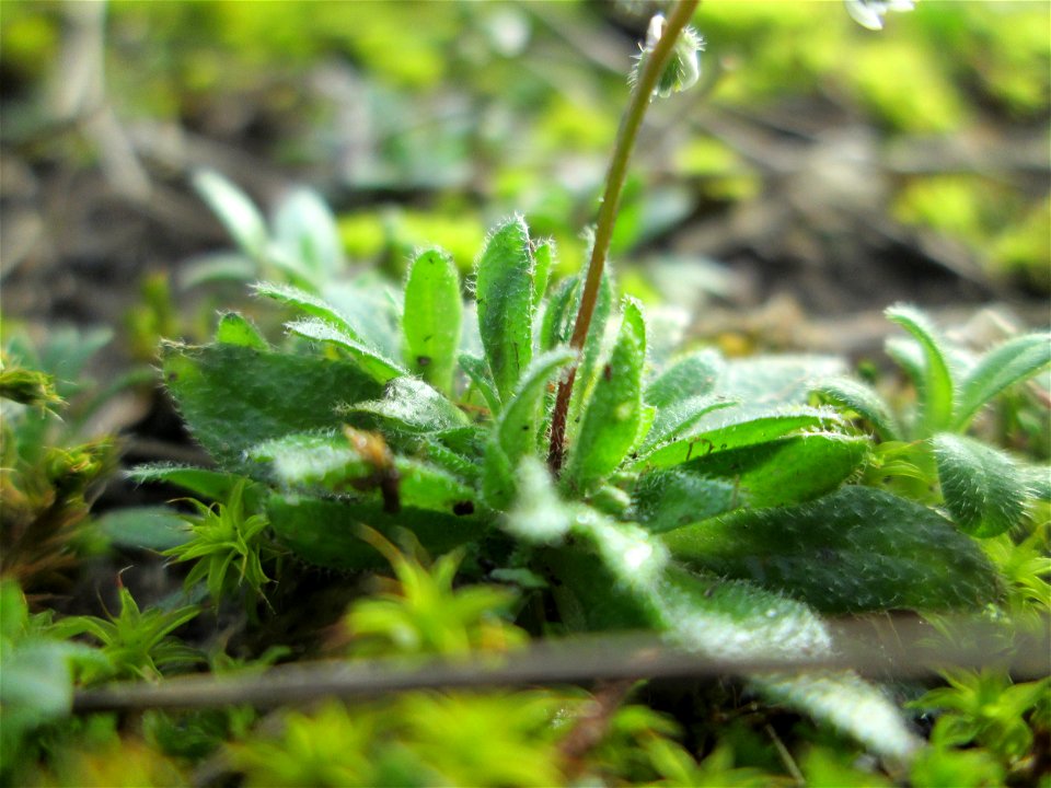 Erste blühende Frühlings-Hungerblümchen (Draba verna) am Randstreifen der Reilinger Straße in Hockenheim