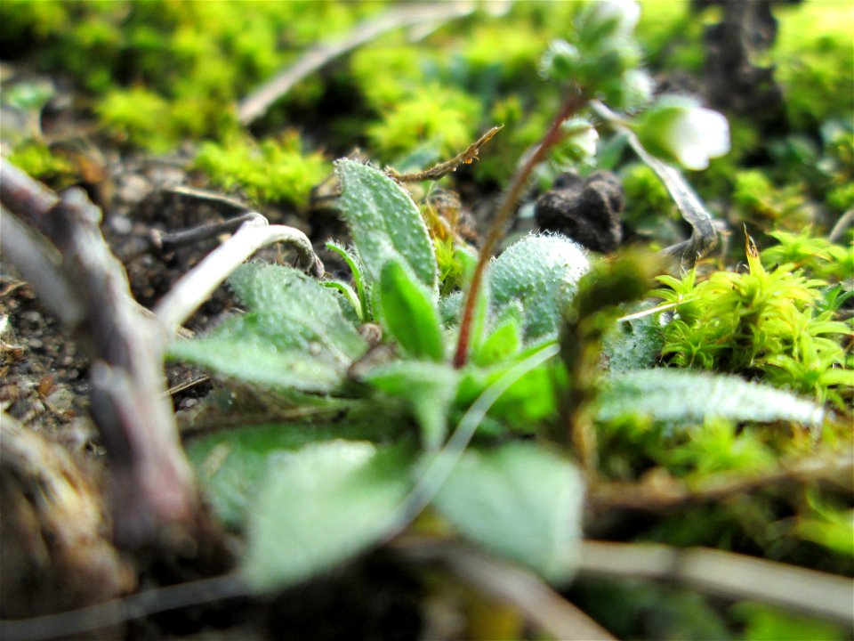 Erste blühende Frühlings-Hungerblümchen (Draba verna) am Randstreifen der Reilinger Straße in Hockenheim