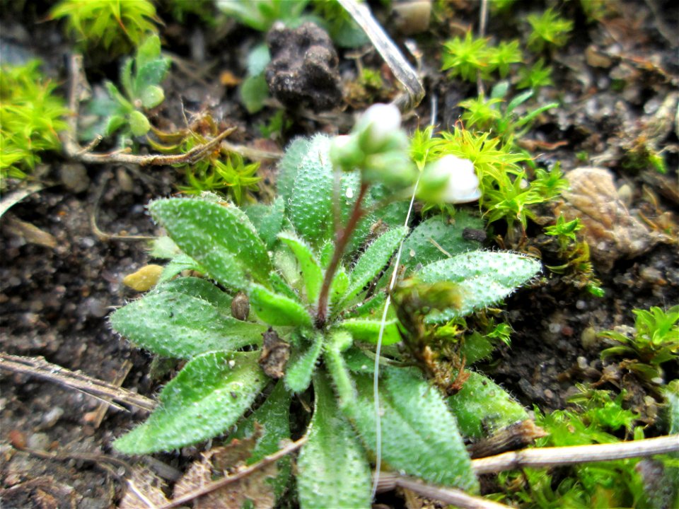 Erste blühende Frühlings-Hungerblümchen (Draba verna) am Randstreifen der Reilinger Straße in Hockenheim