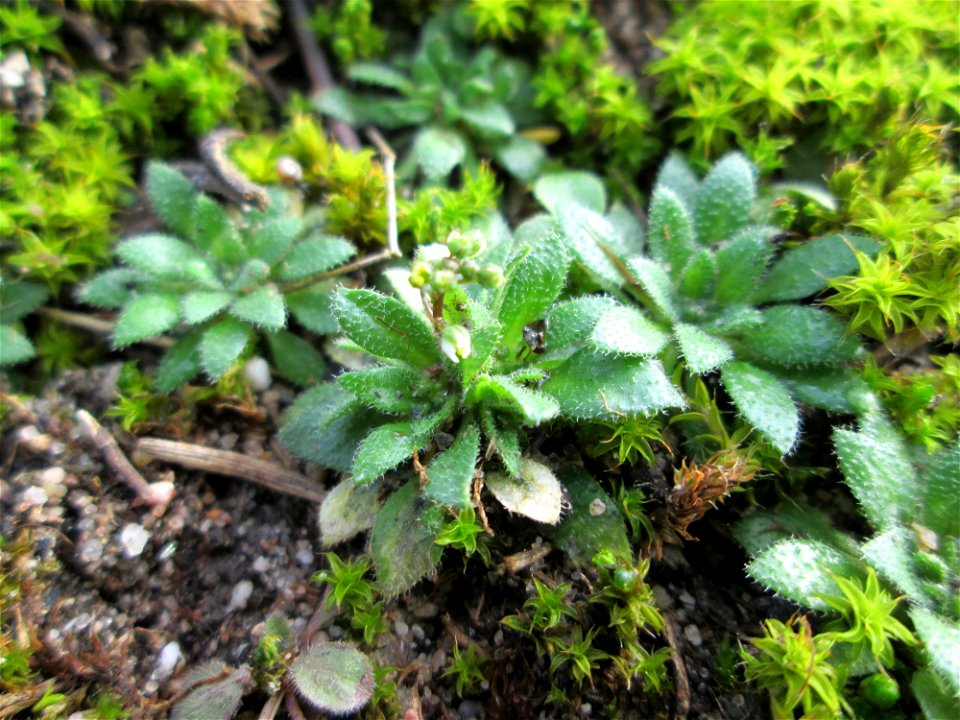 Erste blühende Frühlings-Hungerblümchen (Draba verna) am Randstreifen der Reilinger Straße in Hockenheim