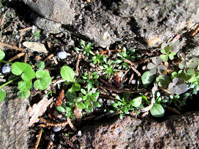 Grundblätter vom Frühlings-Hungerblümchen (Draba verna) auf einem Bürgersteig in Hockenheim