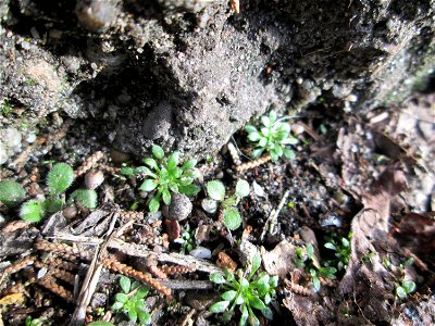 Grundblätter vom Frühlings-Hungerblümchen (Draba verna) auf einem Bürgersteig in Hockenheim