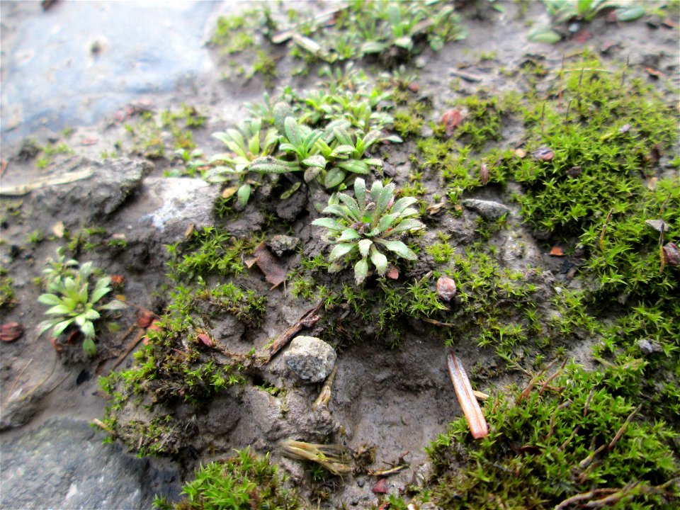 Grundblätter vom Frühlings-Hungerblümchen (Draba verna) am Osthafen Saarbrücken - umspült vom Flussschlamm des letzten Saar-Hochwassers