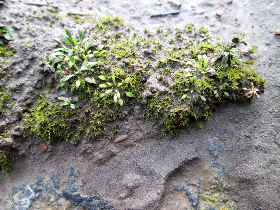 Grundblätter vom Frühlings-Hungerblümchen (Draba verna) am Osthafen Saarbrücken - umspült vom Flussschlamm des letzten Saar-Hochwassers