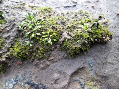 Grundblätter vom Frühlings-Hungerblümchen (Draba verna) am Osthafen Saarbrücken - umspült vom Flussschlamm des letzten Saar-Hochwassers