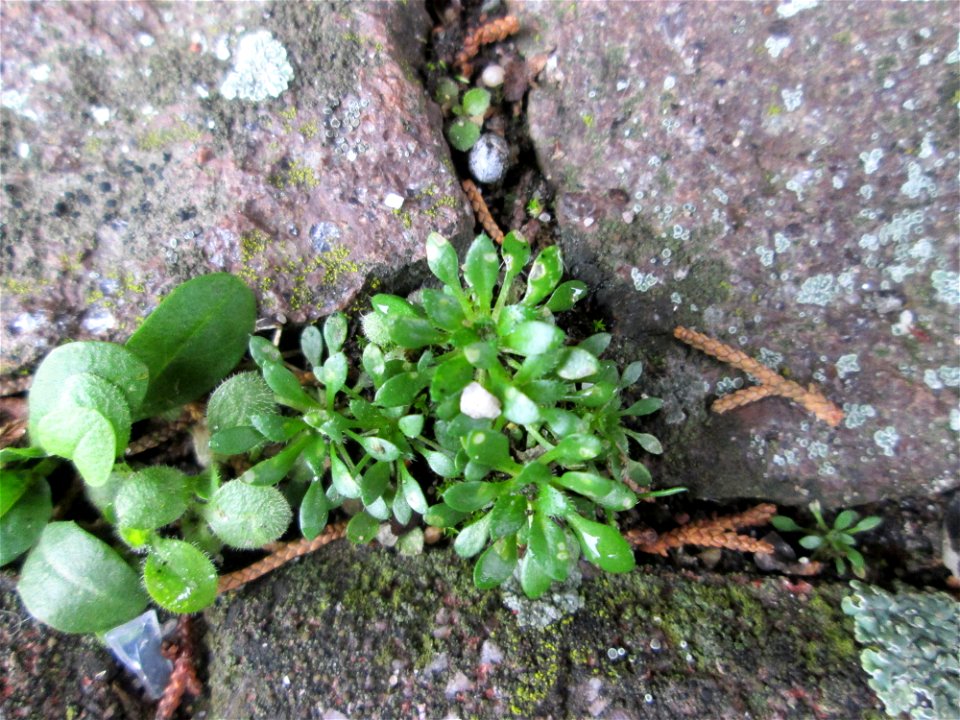 Grundblätter vom Frühlings-Hungerblümchen (Draba verna) auf einem Bürgersteig in Hockenheim