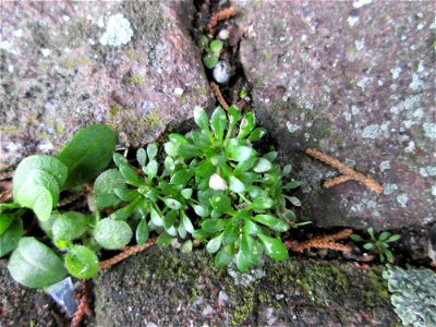 Grundblätter vom Frühlings-Hungerblümchen (Draba verna) auf einem Bürgersteig in Hockenheim