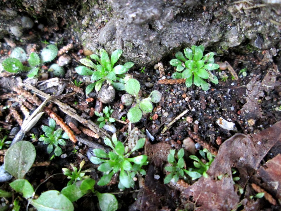 Grundblätter vom Frühlings-Hungerblümchen (Draba verna) auf einem Bürgersteig in Hockenheim