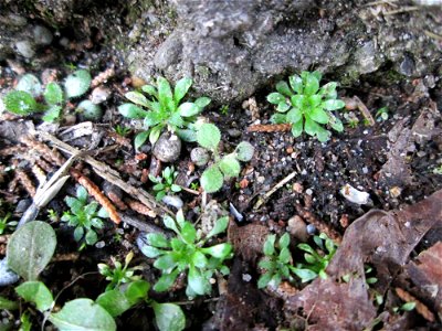 Grundblätter vom Frühlings-Hungerblümchen (Draba verna) auf einem Bürgersteig in Hockenheim