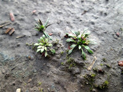 Grundblätter vom Frühlings-Hungerblümchen (Draba verna) am Osthafen Saarbrücken - umspült vom Flussschlamm des letzten Saar-Hochwassers