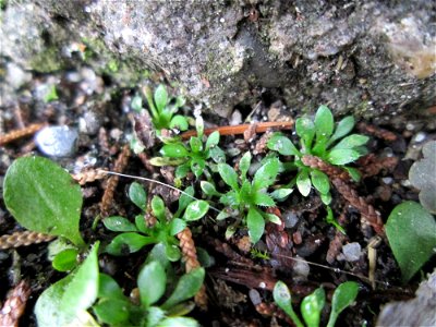 Grundblätter vom Frühlings-Hungerblümchen (Draba verna) auf einem Bürgersteig in Hockenheim
