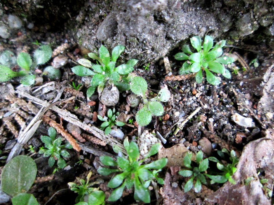 Grundblätter vom Frühlings-Hungerblümchen (Draba verna) auf einem Bürgersteig in Hockenheim
