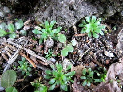 Grundblätter vom Frühlings-Hungerblümchen (Draba verna) auf einem Bürgersteig in Hockenheim