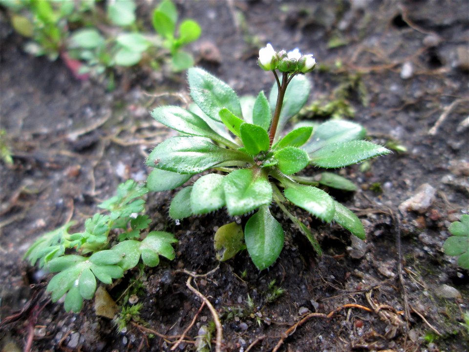 Frühlings-Hungerblümchen (Draba verna) auf einem vom Nabu als Insektenweide vorbereiteten Grünstreifen in Hockenheim